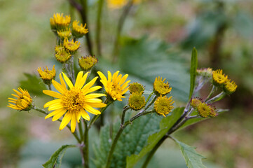 Fiori di montagna ©stegrim