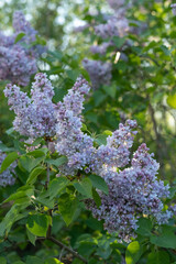 Beautiful  bush of blooming lilacs, natural spring background.