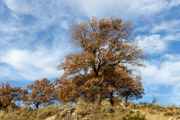 Fototapeta premium Autumn oak tree on a background of blue sky and mountains