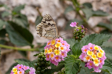 Butterfly (Melanargia galathea) sitting on a close-up flower