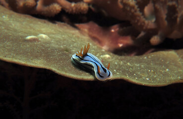 A Chromodoris Lochi nudibranch on a brown soft coral Boracay Island Philippines 