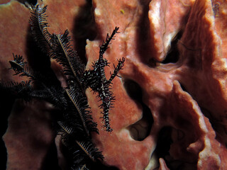 A black Ornate ghost pipefish on a Barrel sponge Boracay Island Philippines