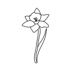 Narcissus outline icon. Vector hand drawn illustration design.