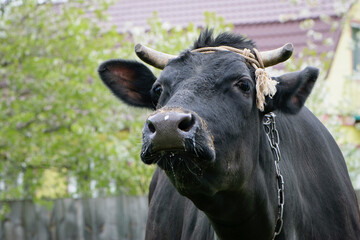 Dairy cow in the pasture. black young cow, stands on green grass. spring day. milk farm. home animal. cattle. the cow is grazing in the meadow. close-up