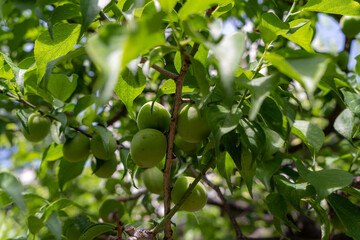 木に実った梅の実