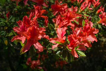 Bright red orange Rhododendron Hybrid Azalea. Beautiful colorful inflorescences of rhododendron in spring Arboretum Park Southern Cultures in Sirius (Adler). Nature wallpaper