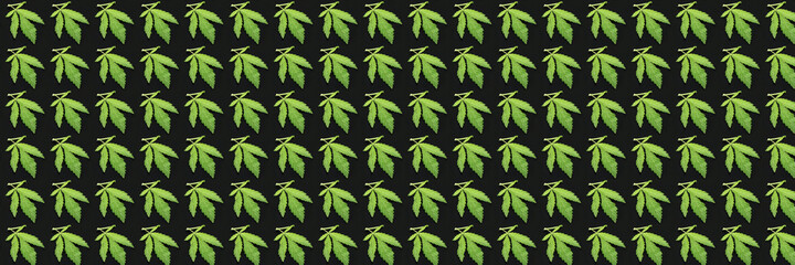 banner with cannabis leaves as a seamless pattern on a black background