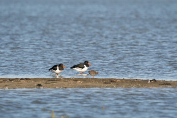 Two oystercatchers and a little redshank on a sandbank in the water