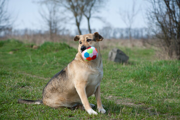 red-haired dog. a large dog holds a ball in his mouth, sits on the green grass. playful animal. the dog wants to play on the lawn. a pet. colored ball in the teeth of a dog