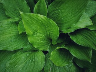 green leaves background