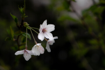 日本の桜・ソメイヨシノ