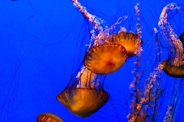 jelly fish in aquarium