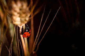 ladybug on ear of corn - coccinella su spiga di grano