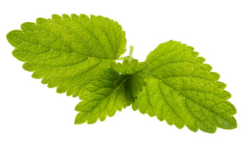 lemon balm leaves isolated