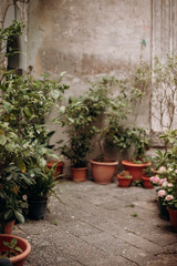 Fototapeta na wymiar plants in pots in the yard of the house on the street. ficuses and other plants in pots near the house. Italian patio with plants.
