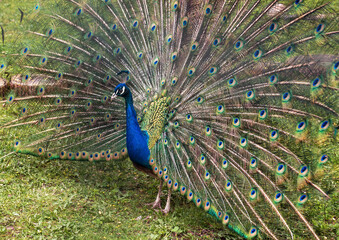 Obraz premium peacock with feathers out