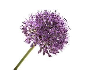 allium flower isolated