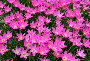 Grandiflora pink flower in summer season
