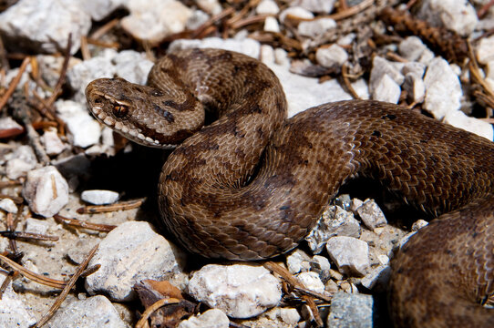 Vipera &copy;stegrim
