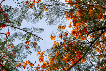 Orange-red flowers in Thailand, Caesalpinia pulcherrima bloom in late summer to early rainy season. Thai people call this flower Peacock