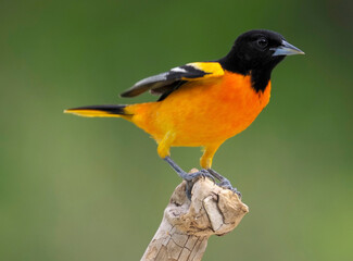Northern Baltimore Oriole  (Icterus galbula) perchedd and chattering on a tree branch on a cloudy...