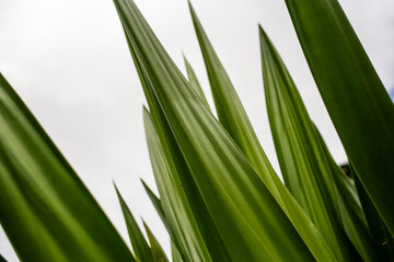 Fototapeta premium grass