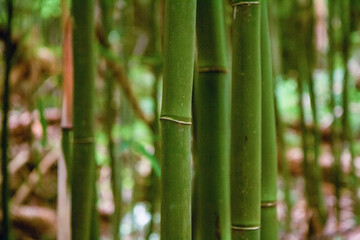 bamboo forest background