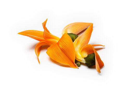 Butea Monosperma or palash flower on white background. Plaso monosperma, Butea frondosa, Erythrina monosperma. blooms at beginning of spring, month of Falgun. popular festive flower of pohela Falgun.
