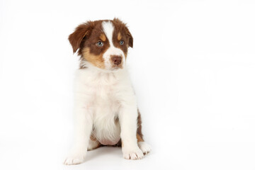 puppy isolated on white, australian shepherd 