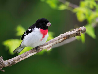 Male Rose-breasted Grosbeak  (Pheucticus ludovicianus) perched on a tree branch on a cloudy afternoon.
