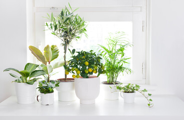 Composition of house plants in different pots on white table