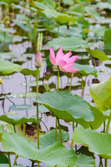 Fototapeta na wymiar The author took a set of photos in Tam Da lotus lagoon, Ho Chi Minh City. Time: Thursday morning, May 27, 2021. Content: The author hopes the photos can describe the beauty of lotus flowers.