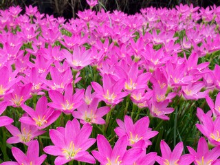 Grandiflora pink flower in summer season