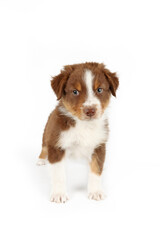 puppy isolated on white, australian shepherd 