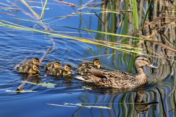 Adorable birds with a brood on the lake