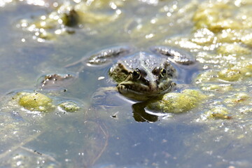 Frosch - Kröte