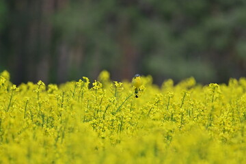 Rapsbl&uuml;te - Schafsstelze