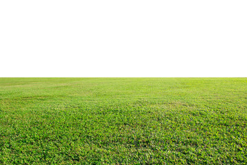 green grass on the field on white