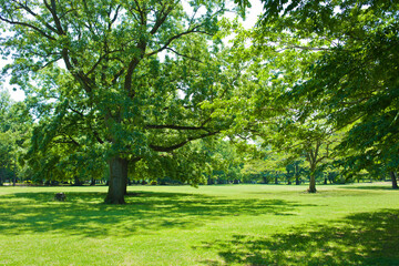 green garden