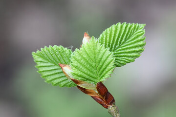 Ulmus laevis, known as the European white elm, fluttering elm or spreading elm, close-up of  new...