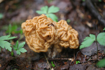 Gyromitra gigas, the snow morel, snow false morel, calf brain, or bull nose, a wild mushroom from Finland