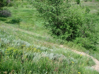 Natural picture of the Dnieper hills covered with a colorful blanket of spring flowers in the thickets of lush green grass illuminated by the midday sun.