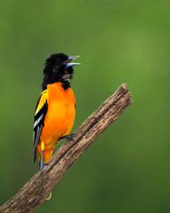 Northern Baltimore Oriole  (Icterus galbula) perchedd and chattering on a tree branch on a cloudy afternoon.