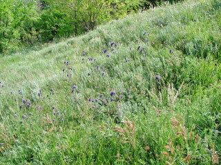 Natural picture of the Dnieper hills covered with a colorful blanket of spring flowers in the thickets of lush green grass illuminated by the midday sun.