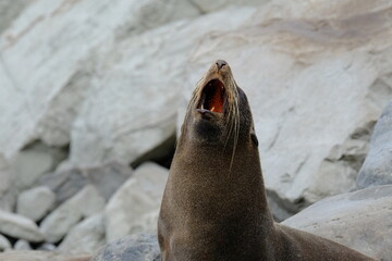 New Zealand fur seal, open mouth, Kaikoura, New Zealand