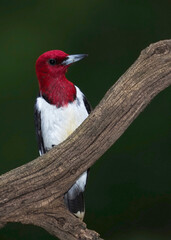 Redheaded Woodpecker (Melanerpes erythrocephalus) perched on a tree branch on a cloudy afternoon.