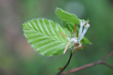 Fagus sylvatica, known as European beech or common beech, close-up of  new leaves