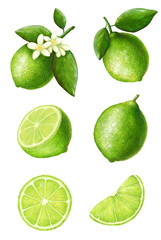 Lime set in vintage style, isolated on white background, stock illustration for design and decor, sticker, print