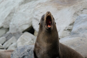 Fur seal with open mouth on rocks, Kaikoura, New Zealand