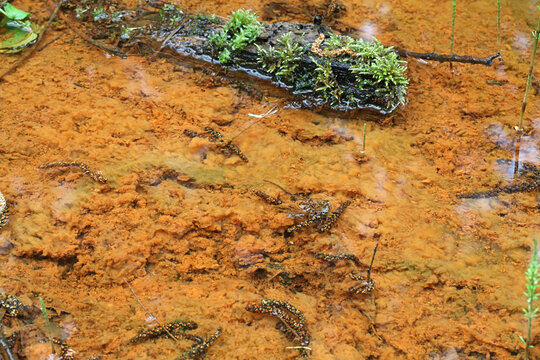 Iron-oxidizing bacteria coloring a forest stream bottom orange